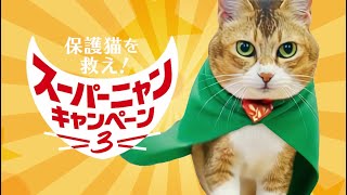 保護猫を救え!スーパーニャンキャンペーン3