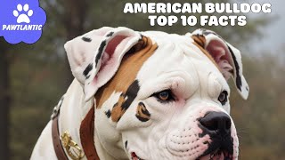 American Bulldog  Top 10 Facts | Dog Facts