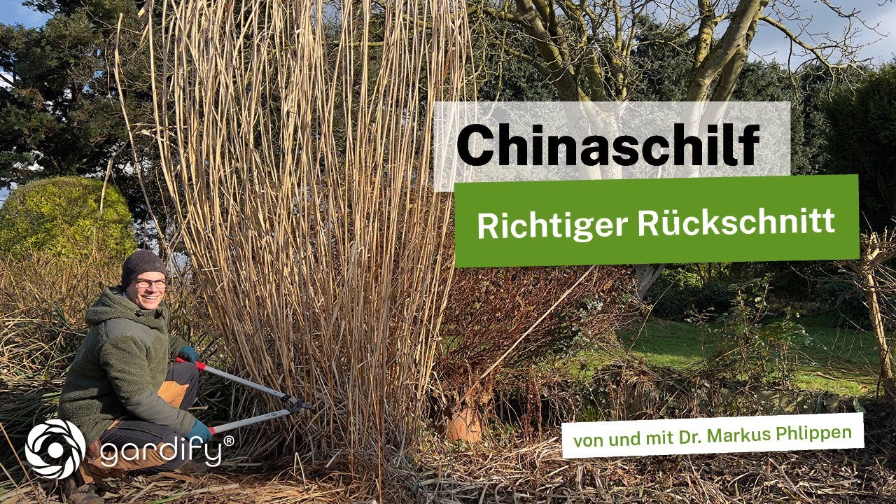 Chinaschilf (Miscanthus) schneiden: Wann wird geschnitten und wie tief darf man schneiden?