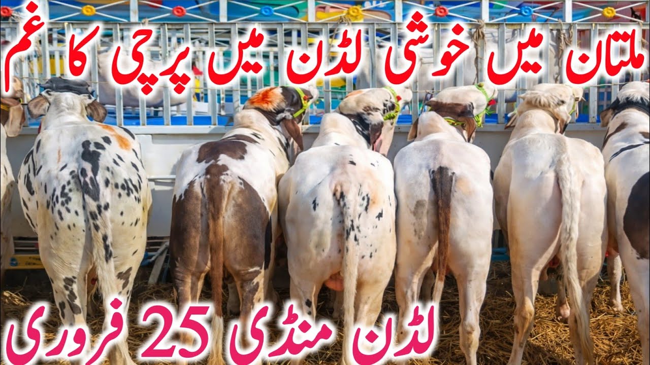 Ludden Cow Mandi | Cholistani Sahiwal Bachre Bachrian | Qurbani Animals || Global Village Farming 