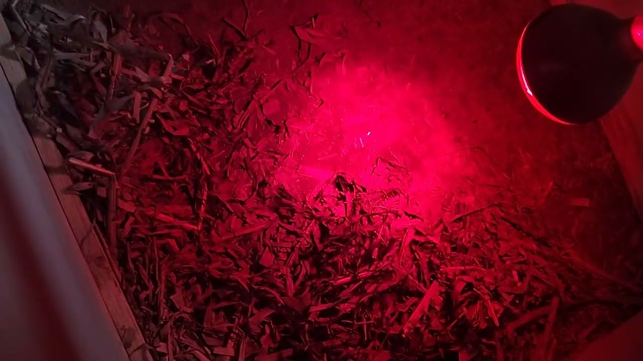 Dormitorio acondicionado para los lechones 