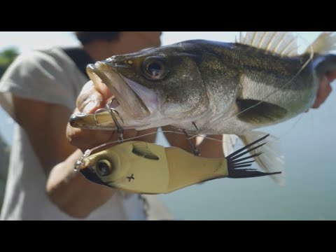 チャドシャッド 180 ビッグベイトシーバス チャドシャッド 180 ビッグベイトシーバス - メルカリ