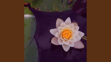 Contemporary Backdrops for Rejuvenating Experiences