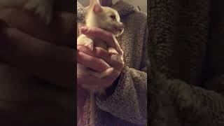 itty bitty baby newborn Chihuahua. by Shelly In Full Bloom Carver 62 views 2 months ago 1 minute, 28 seconds