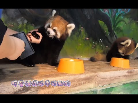 趁着小熊猫吃饭的功夫(*´꒳`*)饲养员拿起了梳子对她那身漂亮的皮毛有了想法(๑･̑◡･̑๑)