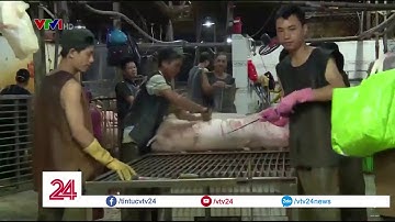 Lò mổ Xuyên Á hoạt động trở lại - Tin Tức VTV24