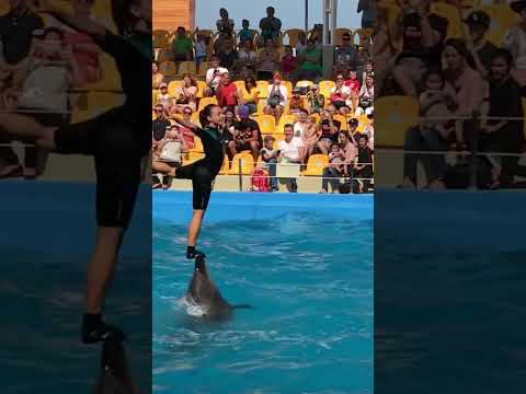 Дельфин и русалка🐬💃