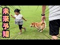 柴犬と育った３歳少女。長年の経験から習得したスキル「見聞色の覇気」
