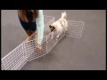 Tricky Dogs Tricky Dogs