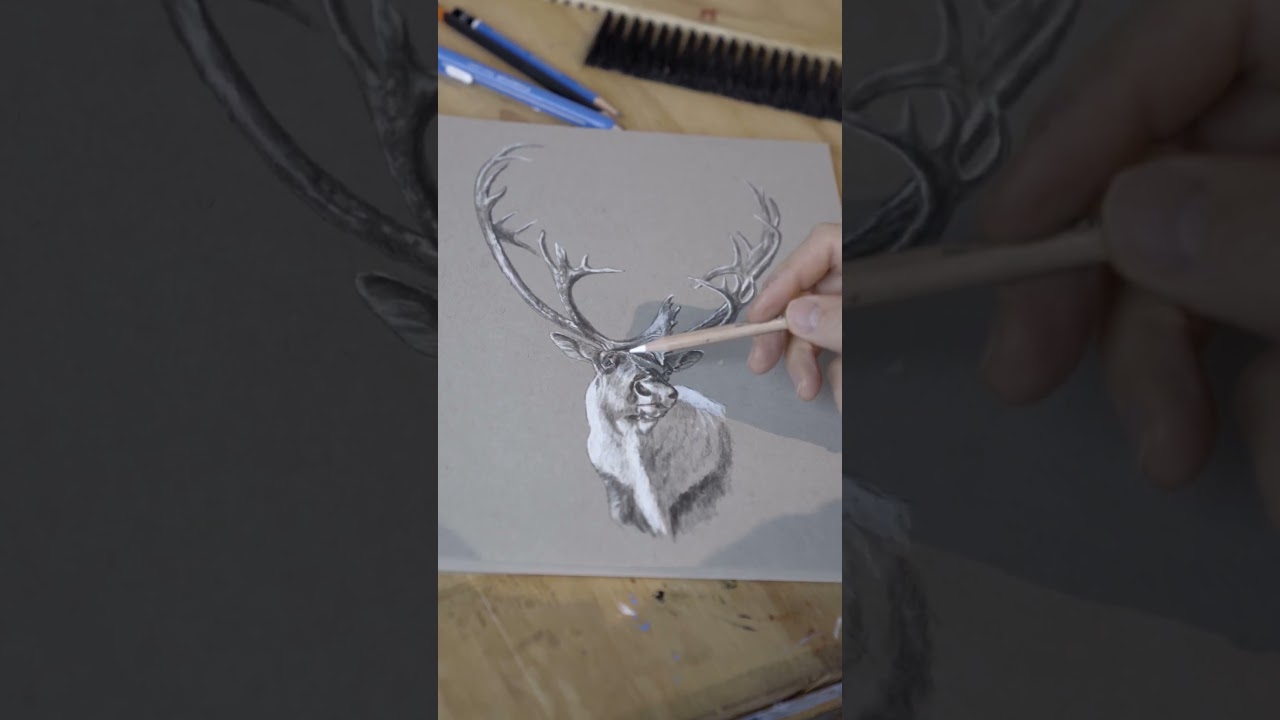 Caribou Charcoal & Pencil Drawing 