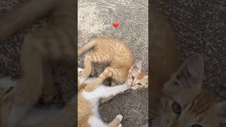Pure cuteness #cat #dailyvlog #cute #love #kitten #shortvideo #life #funny #coolvideo #vlog