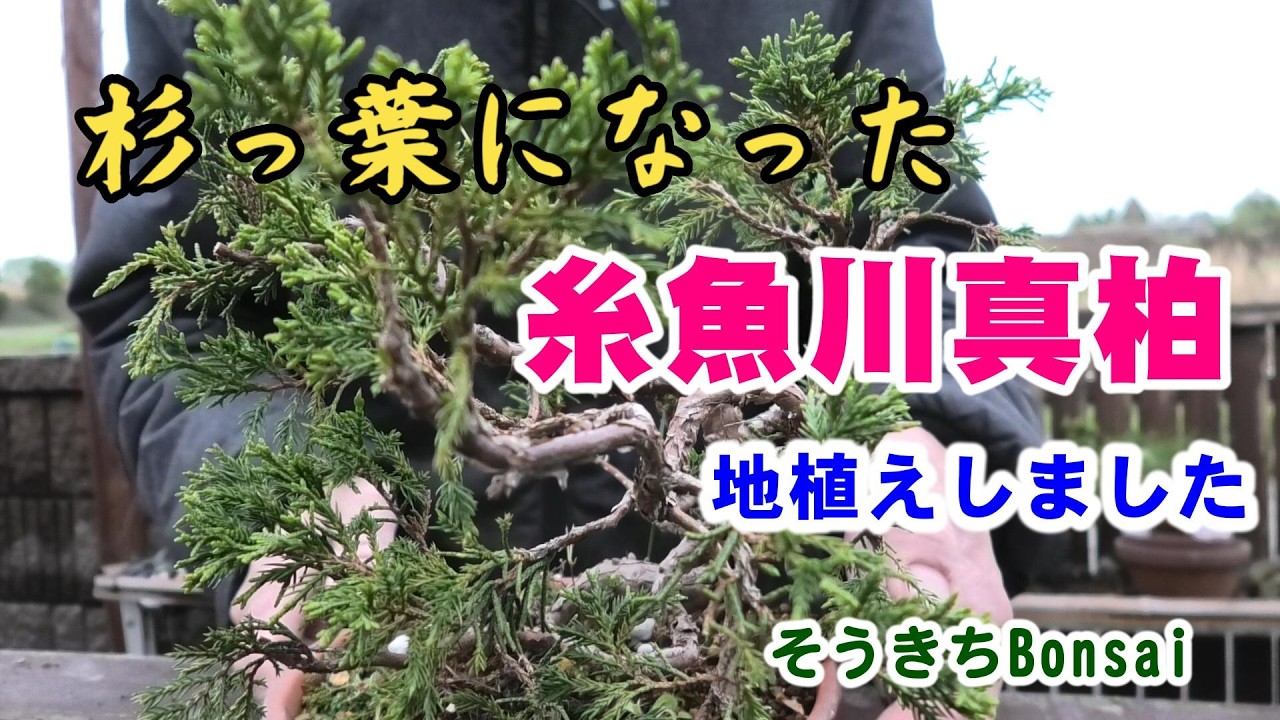 Cedar leaves [Itoigawa Juniper] planted in the ground - YouTube