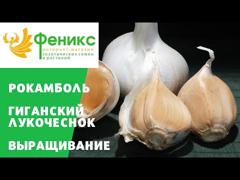 Рокамболь. Особенности выращивания