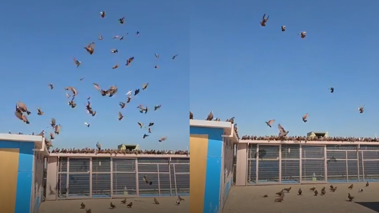 هزيمه طيور الكابتن ابو علوش شوفو شكد جابت وياها 