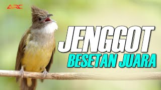 CUCAK JENGGOT GACOR BESETAN MEWAH IDAMAN JURI | AUDIO HD