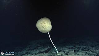 EX2606 Dive 07  East Muliāva Seamount Sep 6 2026