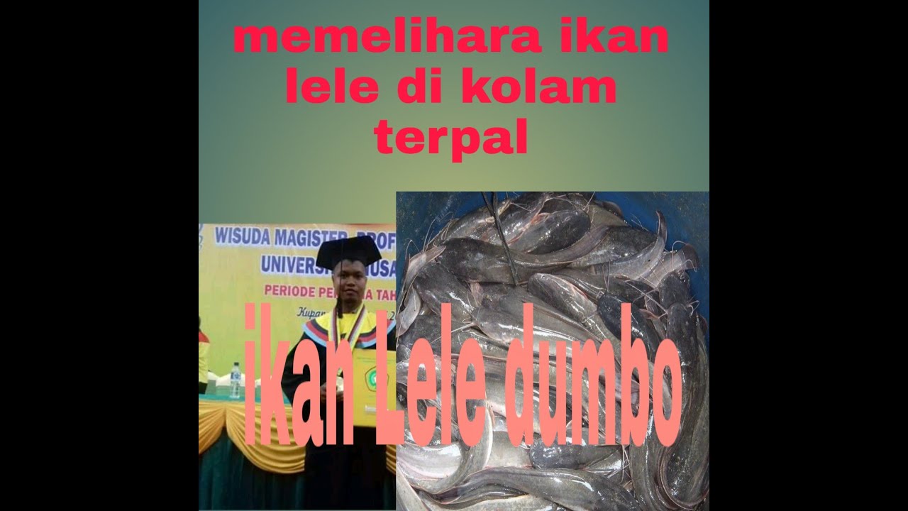 MEMELIHARA IKAN LELE DALAM KOLAM TERPAL // #vlog part 7 