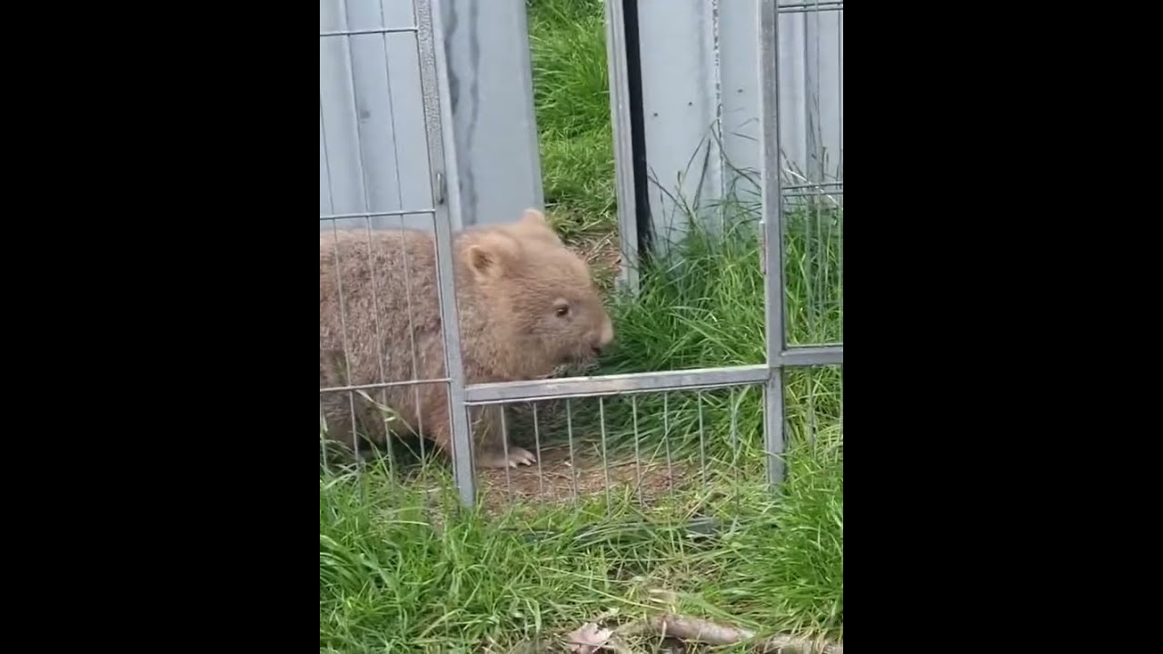 little wombat