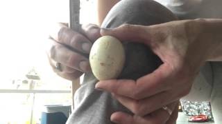 Cleaning dirty incubates eggs