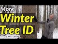 HOW TO IDENTIFY TREES IN WINTER (Part 2) // Tree identification using their bark and other clues