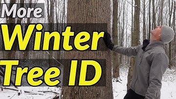 HOW TO IDENTIFY TREES IN WINTER (Part 2) // Tree identification using their bark and other clues