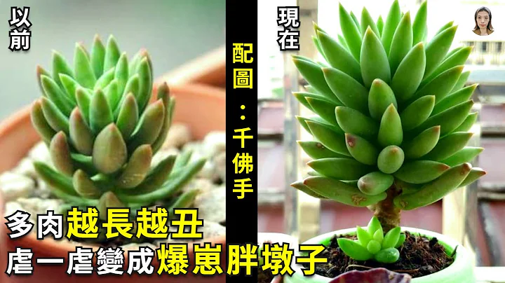 多肉越長越小越長越軟，4個方法虐一虐，多肉不但養不死還能長的胖乎乎|花花世界 - 天天要聞