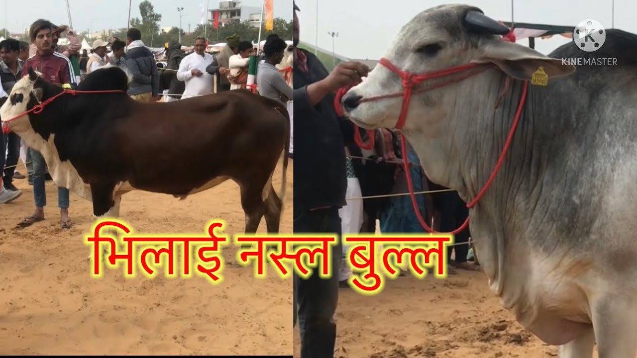 Bhiwani pasu mela Haryana Tharparker Top Breeding Bull 