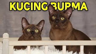 Mengenal Kucing Burma, Ras Kucing Hybrid yang Cerdas dan Ramah by Kucing Meong 175 views 10 months ago 5 minutes, 57 seconds