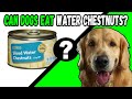 Are Water Chestnuts Safe for Dogs to Eat? Health Benefits and Risks Explained