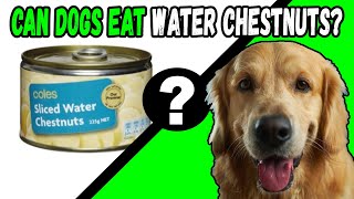 Can Dogs Eat Water Chestnuts?