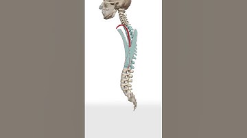 Mistake When Drawing Torso - Quick Art Tips #art #sketch #shorts #tutorial #drawingtutorial #anime