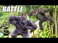 Gorilla vs Chimp?  Ape Attacks