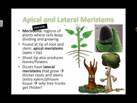 Video: Wat betekent onbepaalde groei in een plant?