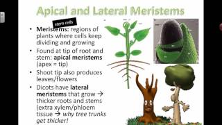 Growth in Plants Intro (2016)