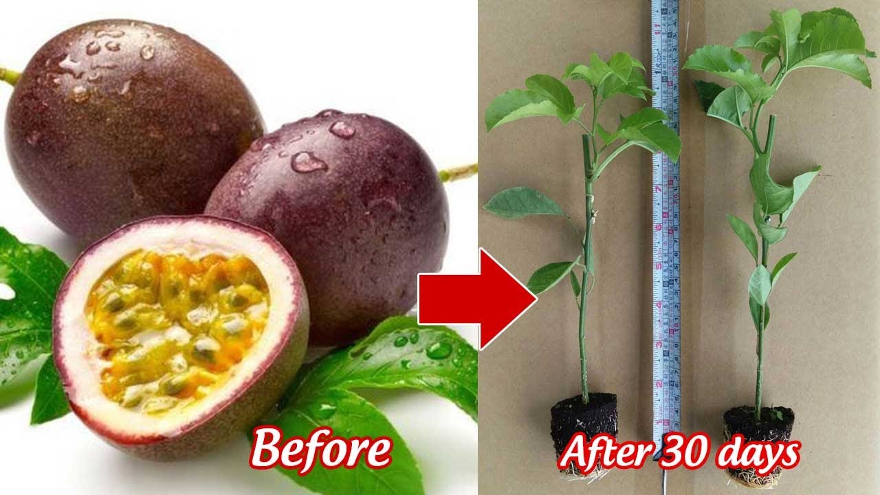 How Do You Grow Granadilla Indoors?