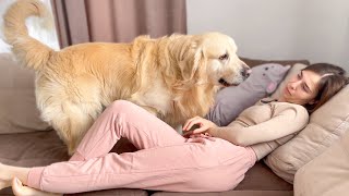 This is What a Golden Retriever does when his human Mom is Bored