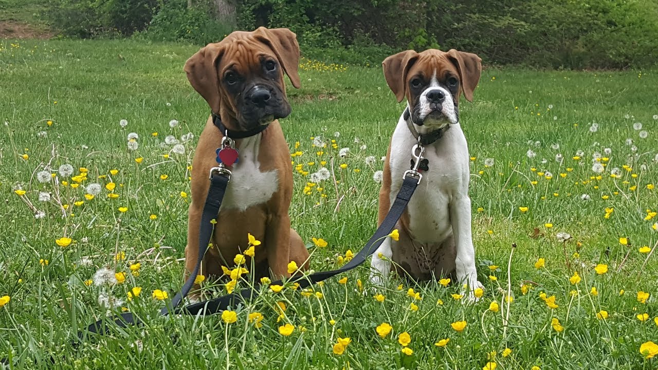 BOXER PUPPY CHEWS HUMAN TO DEATH! YouTube