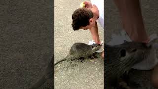 i kissed a rat to promo my beabadoobee glue song remix #breakbeat