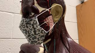 NO FOG MASK: Etsy Promo Video
