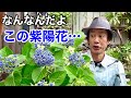 とんでもなく素敵な紫陽花を衝動買いしてしまった。。。 【園芸超人カーメン君】