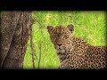 Karula's Final Apperances on SafariLive 2017