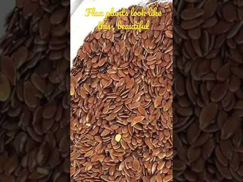 Flax plant found