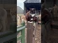 Thursday morning cat walk with Bobby and our farmily