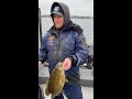Gajo Baits Ned Bait 