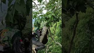 Honey Harvest On The T1Ng91 Tree