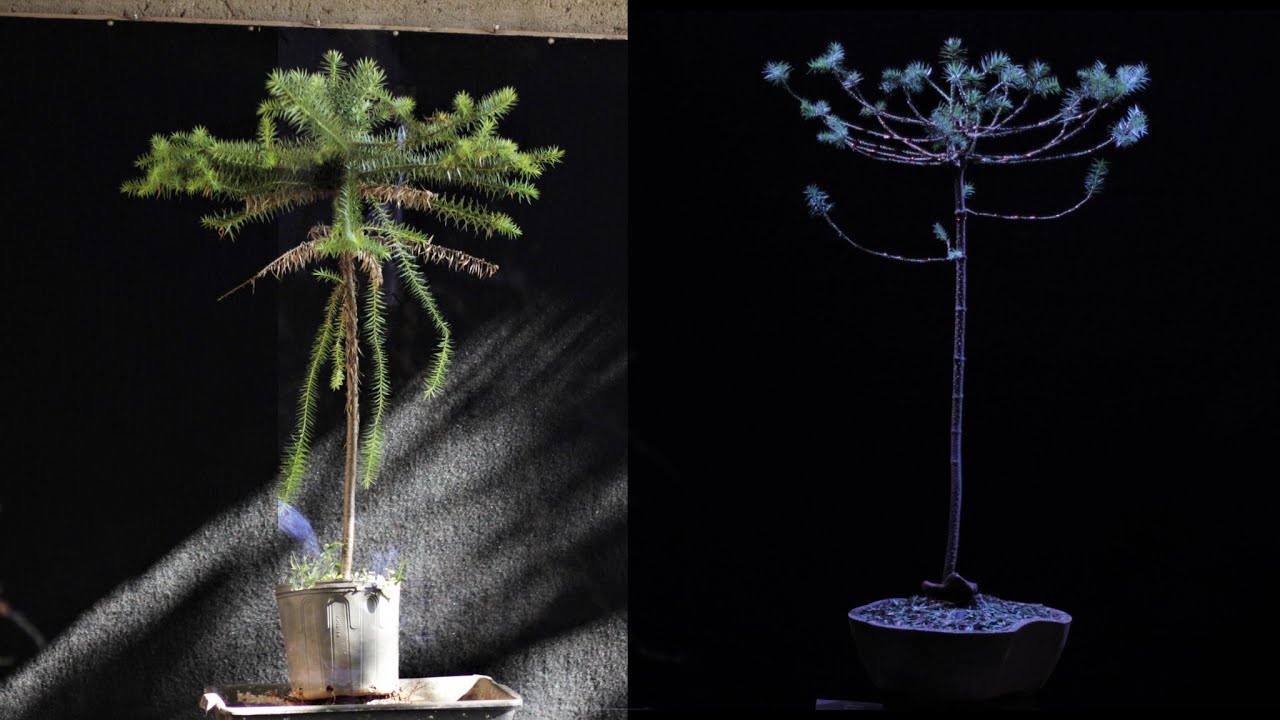 Bonsai de Araucária - Yamadori - do Chão para o Vaso e Estilização (Araucaria angustifolia) vídeo 3
