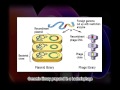 Tools  techniques of recombinant dna technology