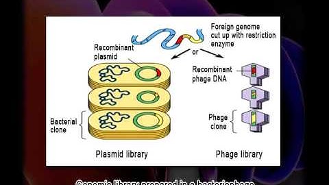 Tools & Techniques of Recombinant DNA Technology