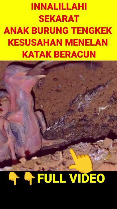 😱MALANGNYA ANAK BURUNG TENGKEK YANG RAKUS‼️ #wildbirds #birds #Anakburungtengkek