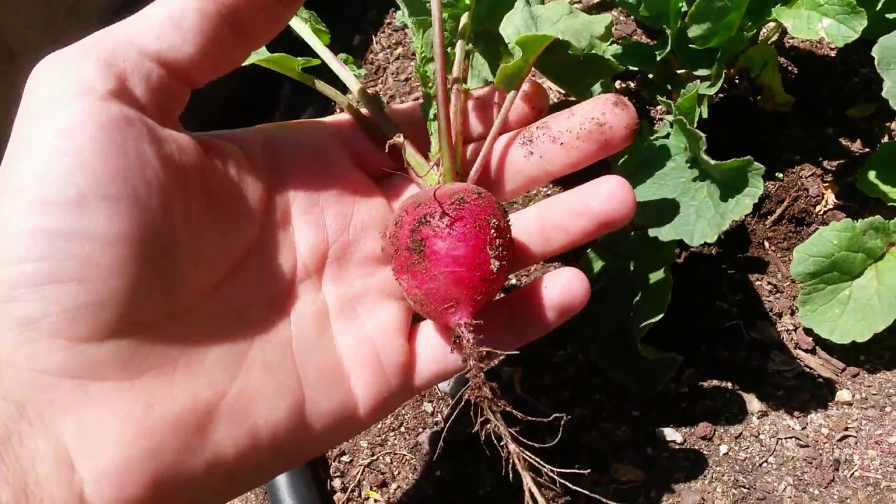 My First Garden Harvest Red Radish YouTube